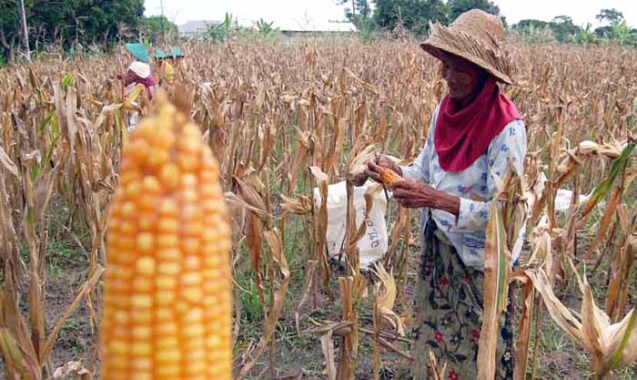 Panen Jagung, PJ Upsus Kebumen Pantau Realisasi Tanam `Turiman Jagole`